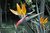 The Flower