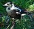 Australian Magpie