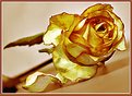 Picture Title - Yellow rose of grief