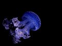 Picture Title - Creature from the deep