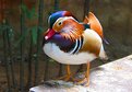 Picture Title - Mandarim Duck