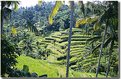 Picture Title - Balinese rice terraces