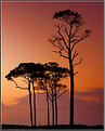 Picture Title - Pines In Silhouette