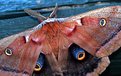Picture Title - Polphemus Moth - Canada