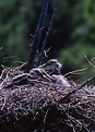 Picture Title - Heron Puppies-Canada