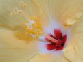 Picture Title - Hibiscus