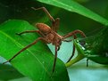 Picture Title - Nursery Web Spider
