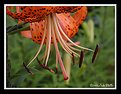 Picture Title - Tiger Lily