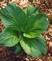 Picture Title - Skunk Cabbage!