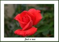 Picture Title - Just a rose