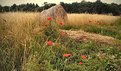 Picture Title - Poppys in the Hay