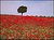 Tree with Poppies