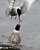 Artic tern feeding