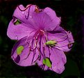 Picture Title - Purple Flower with green Bug