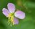 Maryland meadow beauty