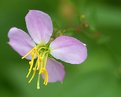 Picture Title - Maryland meadow beauty