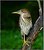 Black Crowned Night Heron (Im.)