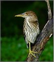 Picture Title - Black Crowned Night Heron (Im.)