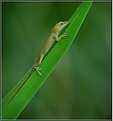 Picture Title - Green Anole (Im.)