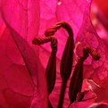 Picture Title - Guard duty in the Bougainvilla