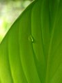 Picture Title - Banana Leaf Water Drop