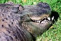 Picture Title - Crocodile teeth