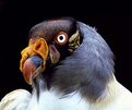 Picture Title - Bird of prey