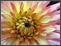 Picture Title - Dahlia