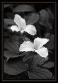 Picture Title - Trillium