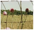Picture Title - pasture