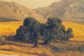 Picture Title - Olive Trees Yellow Field