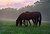 Horses at Sunrise