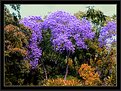 Picture Title - Ipês' Garden