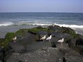 Picture Title - Birds On The Rocks