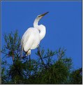 Picture Title - Common Egret