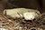 Albino Rattle Snake