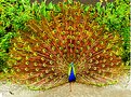 Picture Title - Peacock dance