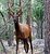 A Young Bull Elk