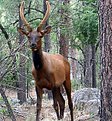 Picture Title - A Young Bull Elk