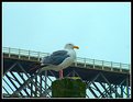 Picture Title - Up Top Seagull