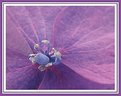 Picture Title - Hydrangea