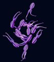 Picture Title - Flagella Frenzy