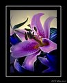 Picture Title - Purple lily