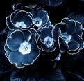 Picture Title - Night primroses