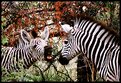 Picture Title - Zebras Chat