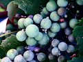 Picture Title - Juice of the Vine