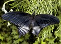 Picture Title - Papilio memnon