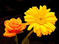 Picture Title - Rose and Gerbera