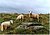 Sheeps