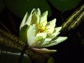 Picture Title - developing pond lilly bud